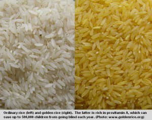 golden_rice2 golden_rice2