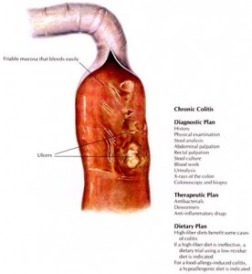 img_illust_caninechroniccolitis_en img_illust_caninechroniccolitis_en